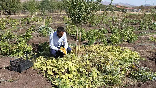 Bölgede ilki başardı, tropik Afrika meyvesi olan Kivano'yu yetiştirdi, bir kökte 50 adet ürün elde etti