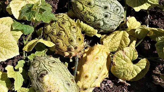 Bölgede ilki başardı, tropik Afrika meyvesi olan Kivano'yu yetiştirdi, bir kökte 50 adet ürün elde etti