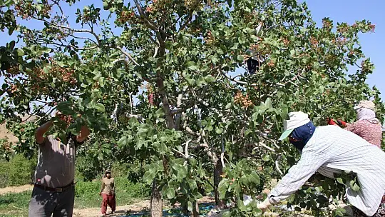 Bölgede yetişmez denileni üretti, 26 yıl önce hobi olarak diktiği fıstıklar ABD yolunda