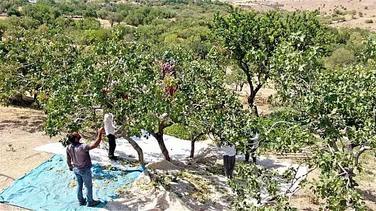 Bölgede yetişmez denileni üretti, 26 yıl önce hobi olarak diktiği fıstıklar ABD yolunda
