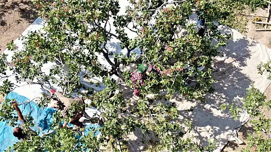 Bölgede yetişmez denileni üretti, 26 yıl önce hobi olarak diktiği fıstıklar ABD yolunda