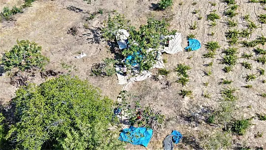Bölgede yetişmez denileni üretti, 26 yıl önce hobi olarak diktiği fıstıklar ABD yolunda