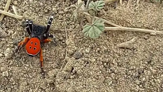 Bu 'Uğur böceği' o kadar da masum değil