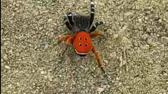 Bu 'Uğur böceği' o kadar da masum değil