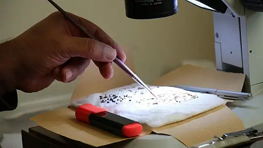 Bu böcek dünyada ikinci, Türkiye'de ilk defa Elazığ'da görüldü