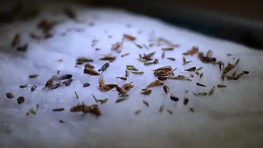 Bu böcek dünyada ikinci, Türkiye'de ilk defa Elazığ'da görüldü