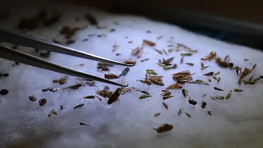 Bu böcek dünyada ikinci, Türkiye'de ilk defa Elazığ'da görüldü