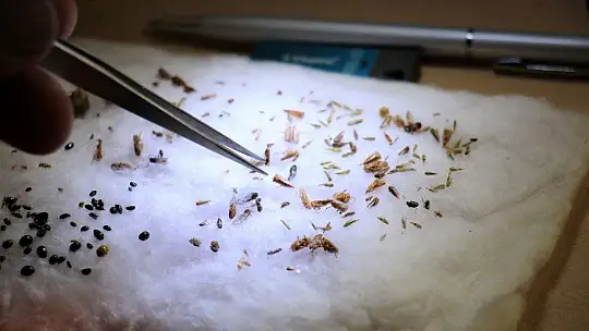 Bu böcek dünyada ikinci, Türkiye'de ilk defa Elazığ'da görüldü