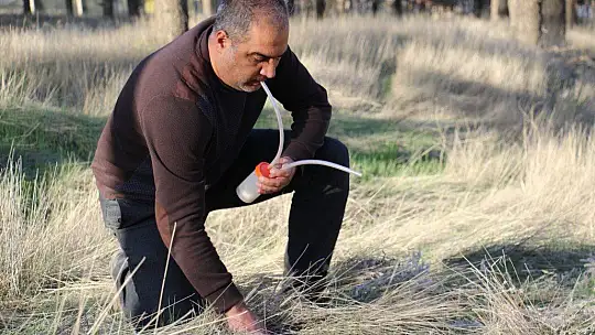 Bu böcek dünyada ikinci, Türkiye'de ilk defa Elazığ'da görüldü