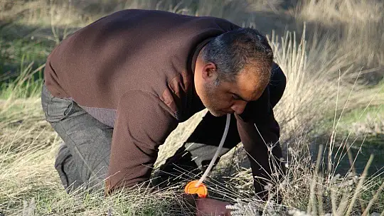Bu böcek dünyada ikinci, Türkiye'de ilk defa Elazığ'da görüldü