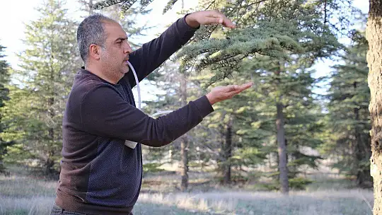 Bu böcek dünyada ikinci, Türkiye'de ilk defa Elazığ'da görüldü
