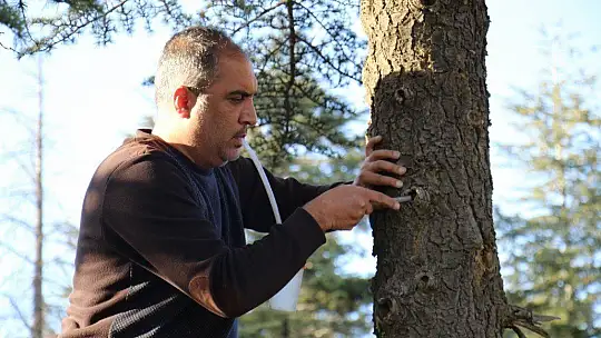 Bu böcek dünyada ikinci, Türkiye'de ilk defa Elazığ'da görüldü