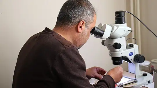 Bu böcek dünyada ikinci, Türkiye'de ilk defa Elazığ'da görüldü