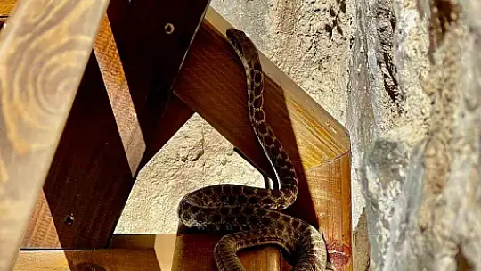 Cami avlusuna giren yılan, itfaiye ekipleri tarafından yakalandı