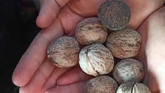 Cevizi top yapıp plastik meyve kasasında langırt oynadılar