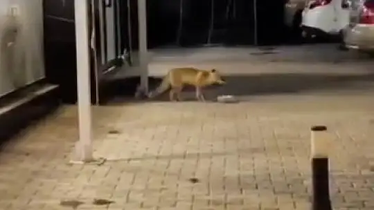 Ciğercinin 'en sevimli' müdavimi