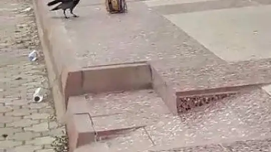 Cips hırsızı karga kameralara yakalandı