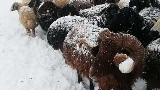 Çoban kar altında türkü söyledi, koyunlar pürdikkat dinledi
