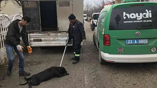 Çocuk parkında pitbull gezdiriyordu