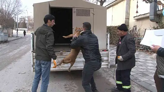 Çocuk parkında pitbull gezdiriyordu