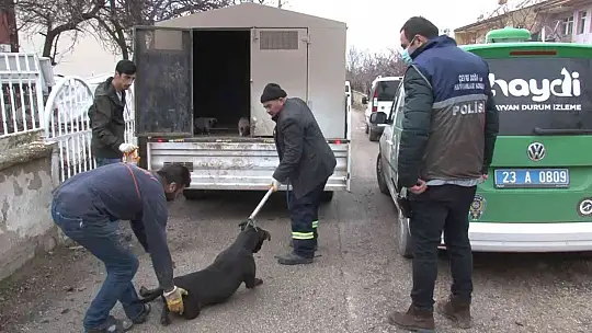 Çocuk parkında pitbull gezdiriyordu