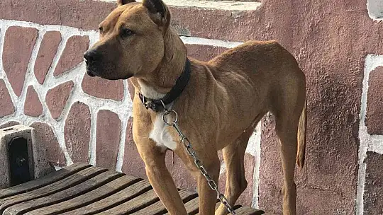 Çocuk parkında pitbull gezdiriyordu