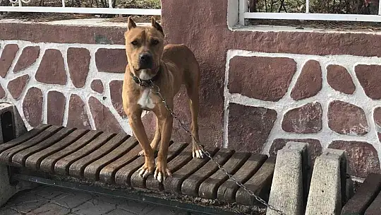 Çocuk parkında pitbull gezdiriyordu