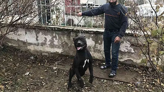 Çocuk parkında pitbull gezdiriyordu