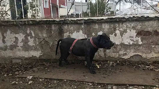 Çocuk parkında pitbull gezdiriyordu