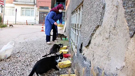 Çocukları vefat eden Fatma teyze, 35 kediye anne şefkatiyle bakıyor
