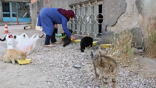 Çocukları vefat eden Fatma teyze, 35 kediye anne şefkatiyle bakıyor