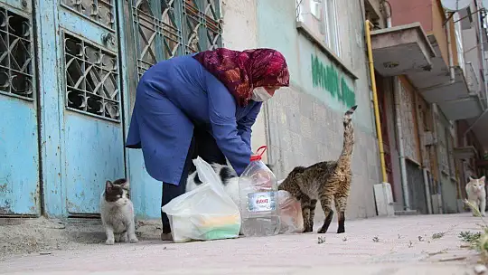Çocukları vefat eden Fatma teyze, 35 kediye anne şefkatiyle bakıyor
