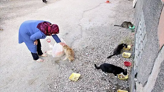 Çocukları vefat eden Fatma teyze, 35 kediye anne şefkatiyle bakıyor