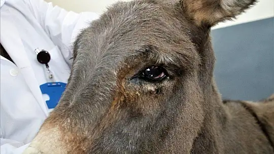 Çocukların oyuncağı olan gözleri görmeyen eşek, kurtarıldı tedavi altına alındı