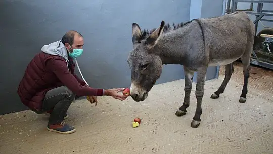 Çocukların oyuncağı olan gözleri görmeyen eşek, kurtarıldı tedavi altına alındı