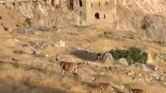 Dağ keçileri Harput'u mesken tuttu