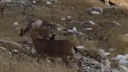 Dağ keçileri Harput'u mesken tuttu