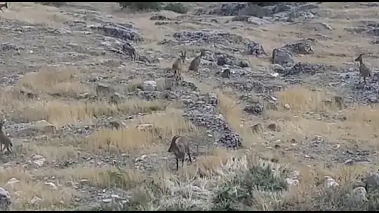 Dağ keçileri sürü halinde Harput'ta görüntülendi