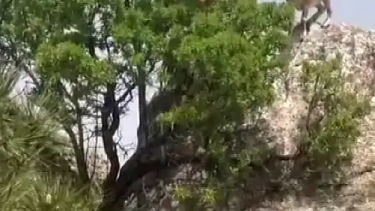 Dağ keçileri sürü halinde Harput'ta görüntülendi