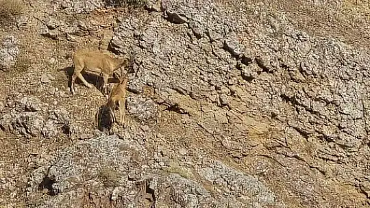 Dağ keçileri sürü halinde Harput'ta görüntülendi