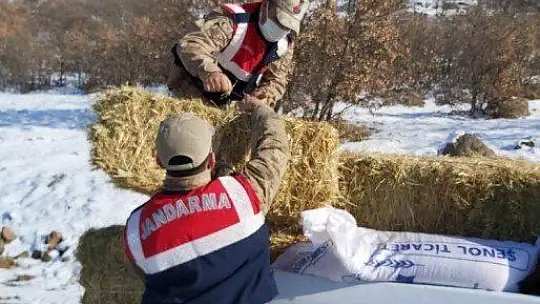 Dağ Keçilerinin Görüldüğü Yerlere Jandarmadan Yem Desteği