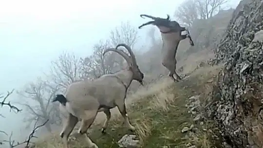 Dağ Keçilerinin Görüldüğü Yerlere Jandarmadan Yem Desteği