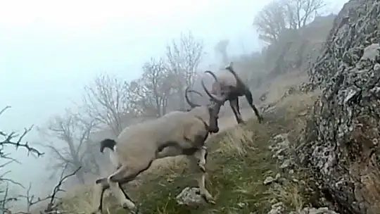 Dağ Keçilerinin Görüldüğü Yerlere Jandarmadan Yem Desteği