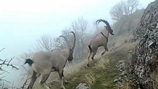 Dağ Keçilerinin Görüldüğü Yerlere Jandarmadan Yem Desteği