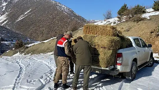 Dağ Keçilerinin Görüldüğü Yerlere Jandarmadan Yem Desteği