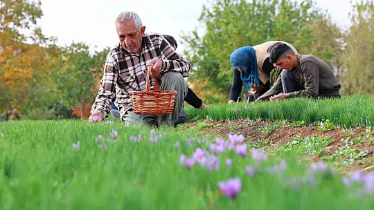 Deneme amaçlı başladı, kilosu 200 bin liraya satılıyor