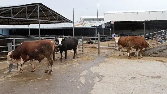 Deprem bölgesi Elazığ'da kurbanlıklar pazara indi