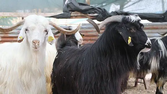 Deprem bölgesi Elazığ'da kurbanlıklar pazara indi