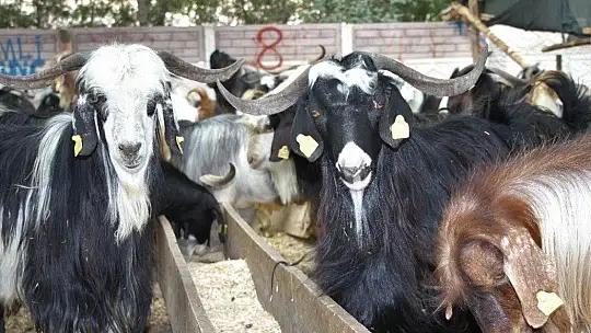 Deprem bölgesi Elazığ'da kurbanlıklar pazara indi