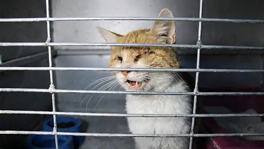 Depremde 2 kedi gözlerini kaybetti, şimdi sıcak yuva bekliyor